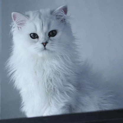 British Longhair
