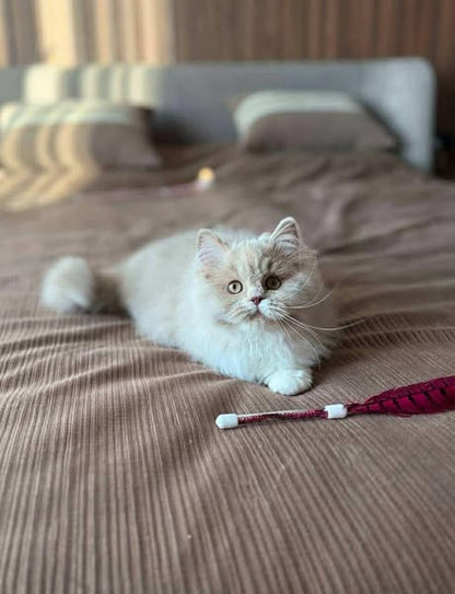 British Longhair