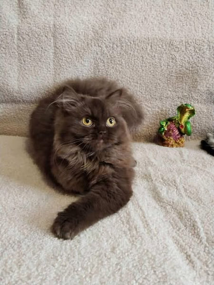 British Longhair