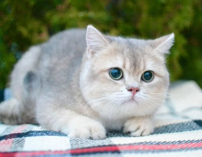 British Shorthair
