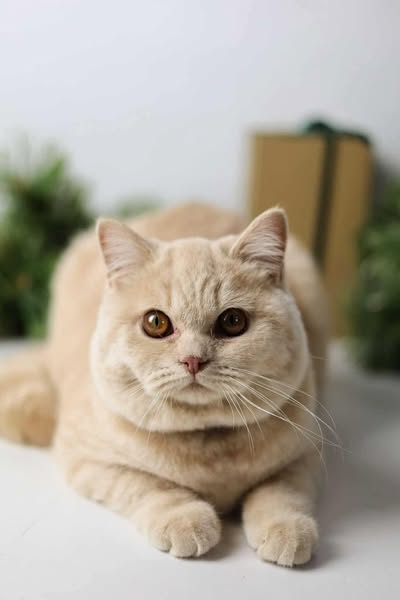 British Shorthair