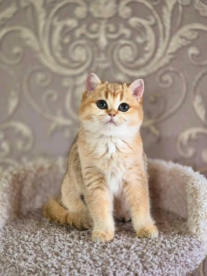 British Shorthair