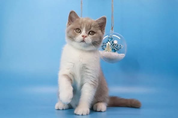 British Shorthair