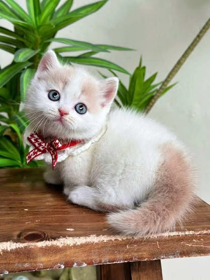 Munchkin