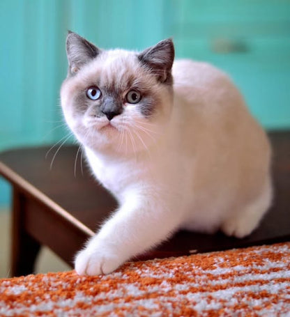 British Shorthair