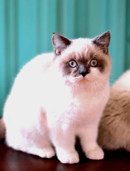 British Shorthair