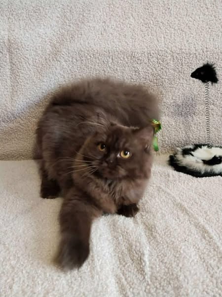 British Longhair