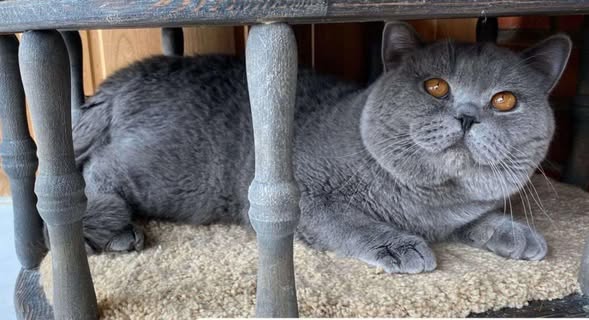 British Shorthair