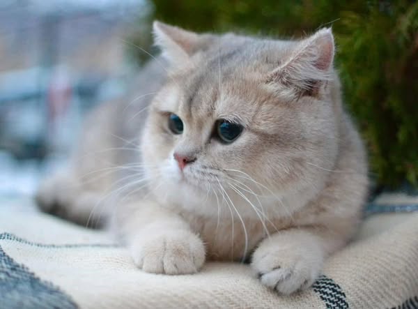British Shorthair