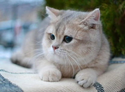 British Shorthair