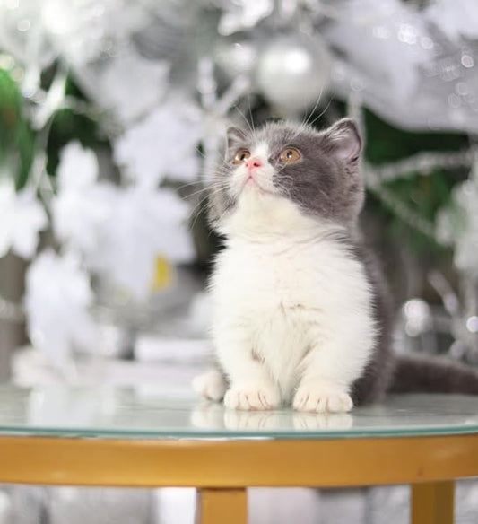 Munchkin