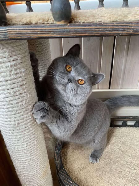British Shorthair