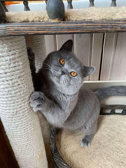 British Shorthair