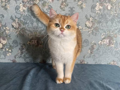British Shorthair