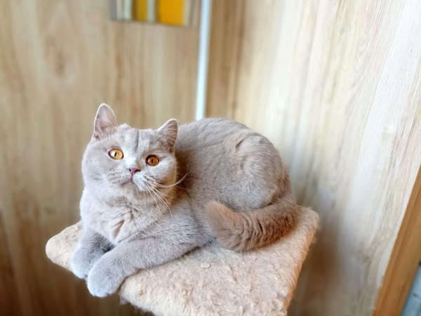 British Shorthair