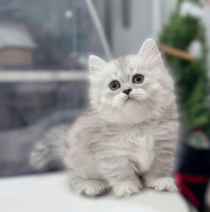 Munchkin Longhair
