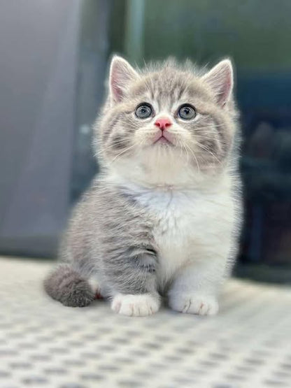 Munchkin