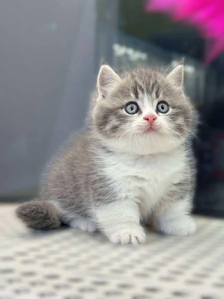 Munchkin