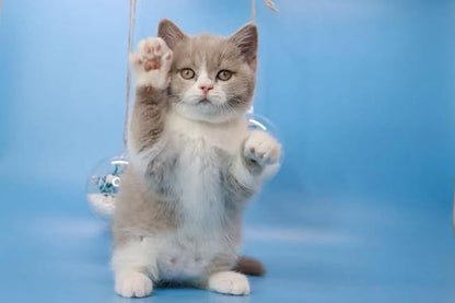 British Shorthair