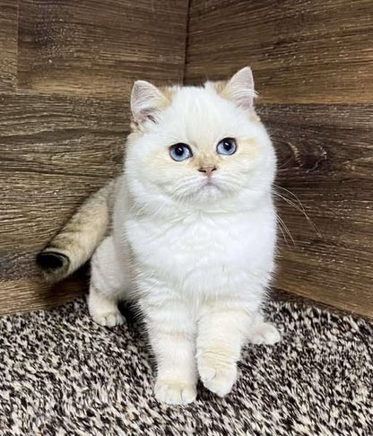 British Shorthair