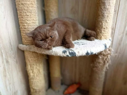 British Shorthair