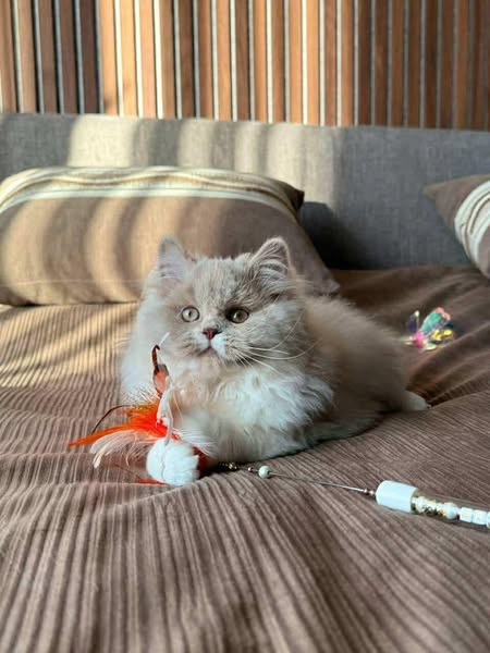 British Longhair