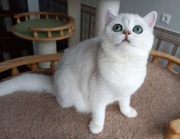 British Shorthair