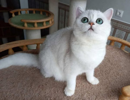 British Shorthair