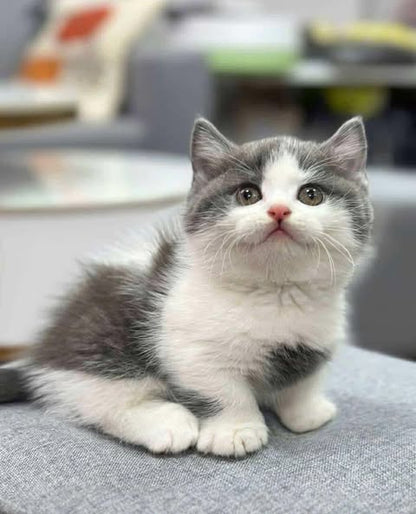 Munchkin