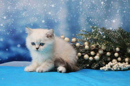 British Shorthair