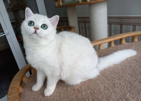 British Shorthair