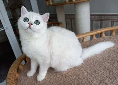 British Shorthair
