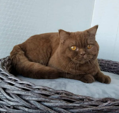 British Shorthair