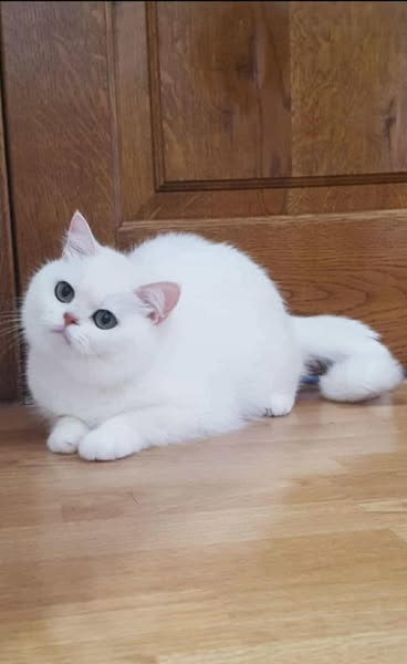 British Shorthair