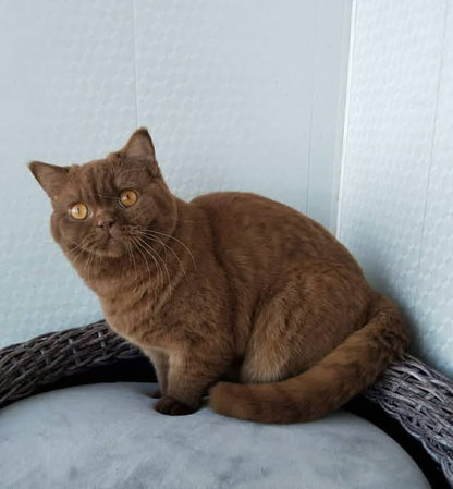 British Shorthair