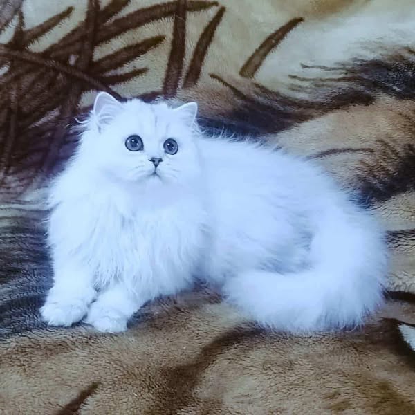 British Longhair
