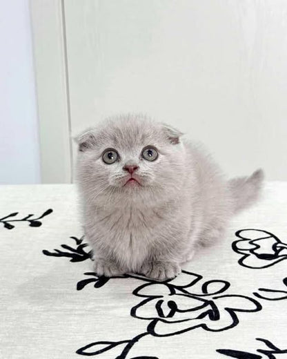 Munchkin Fold