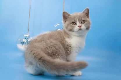 British Shorthair