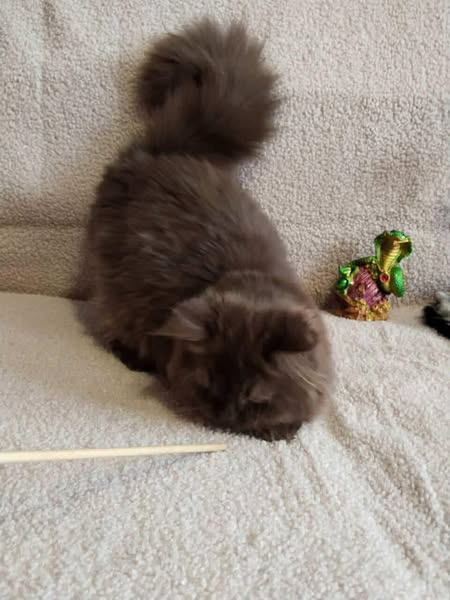 British Longhair