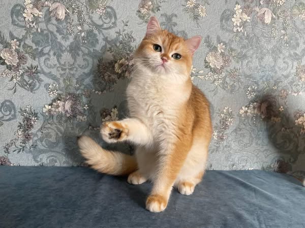 British Shorthair