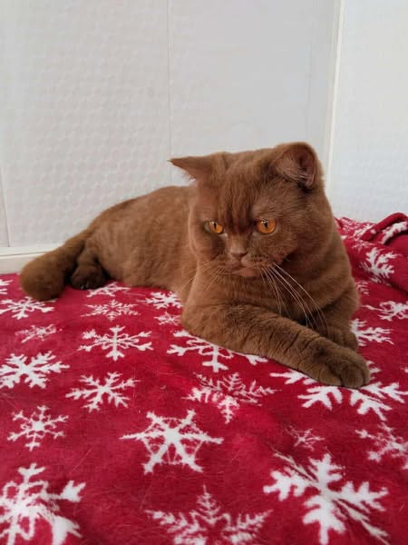 British Shorthair