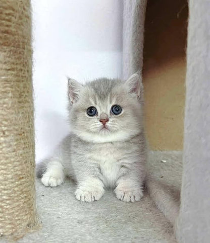 Munchkin