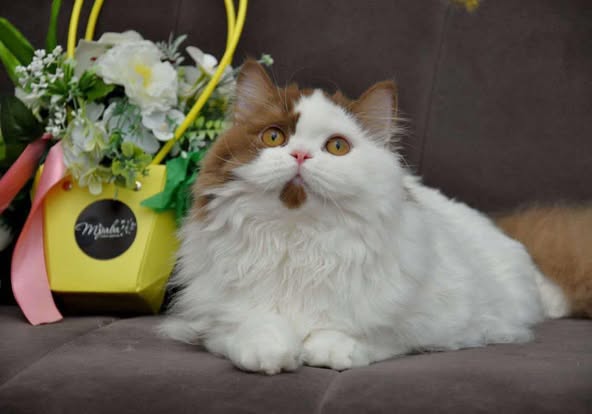 British Longhair