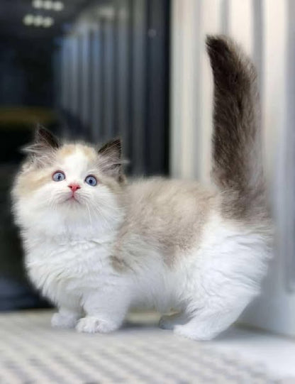 Munchkin Ragdoll