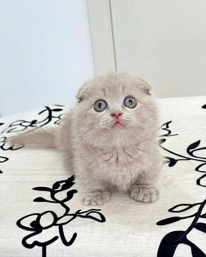 Munchkin Fold