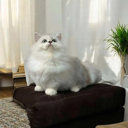 Munchkin Longhair