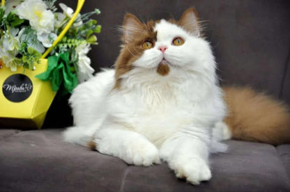 British Longhair