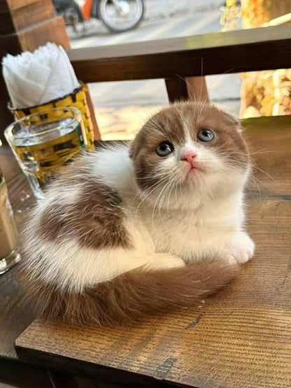 Munchkin Fold