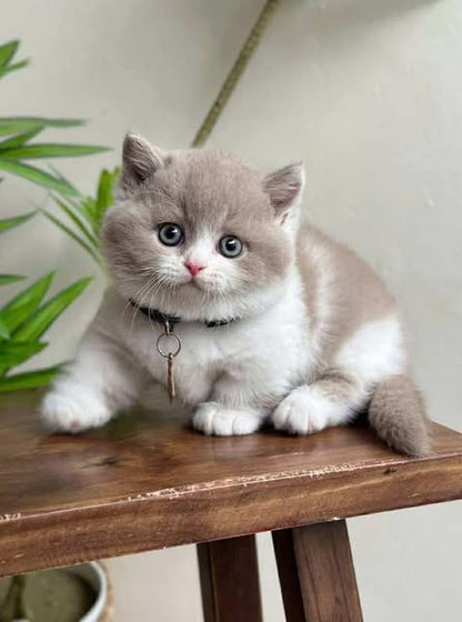 Munchkin