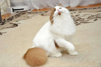 British Longhair